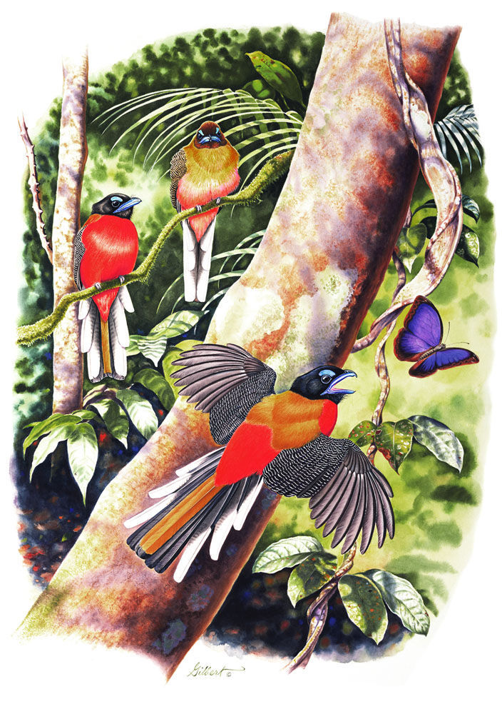 Pàgina de mostra de Trogons